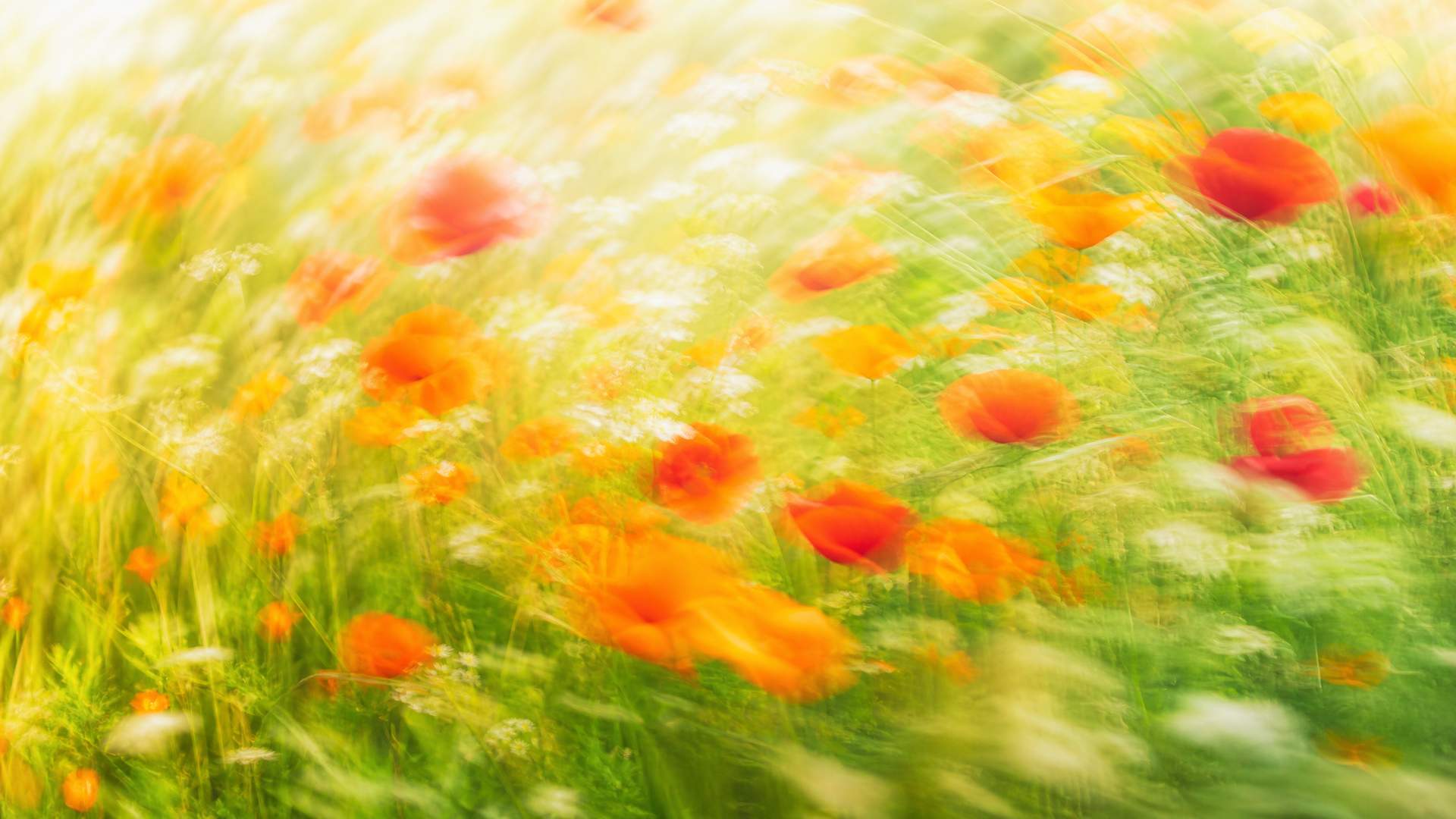 Bright impressionistic motion-blur wildflower meadow