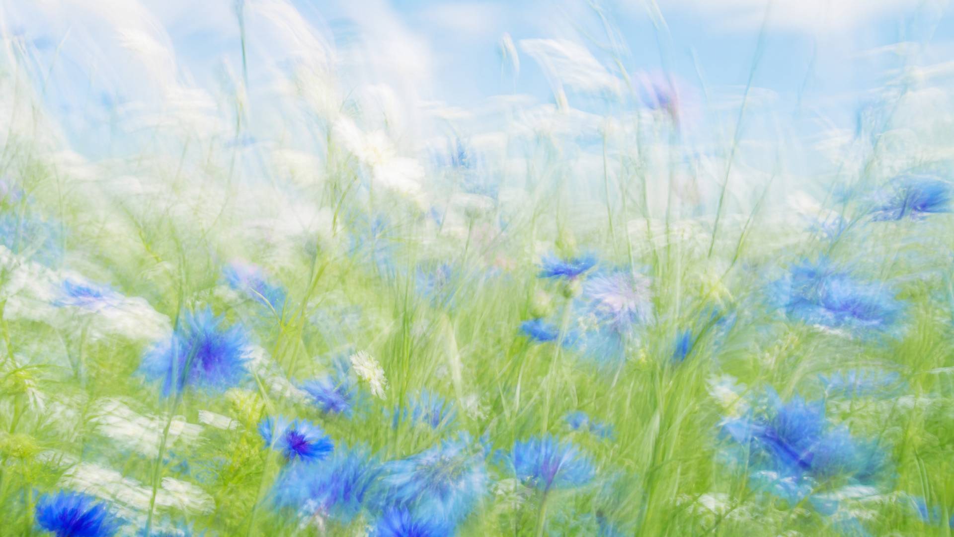 Bright impressionistic motion-blur wildflower meadow