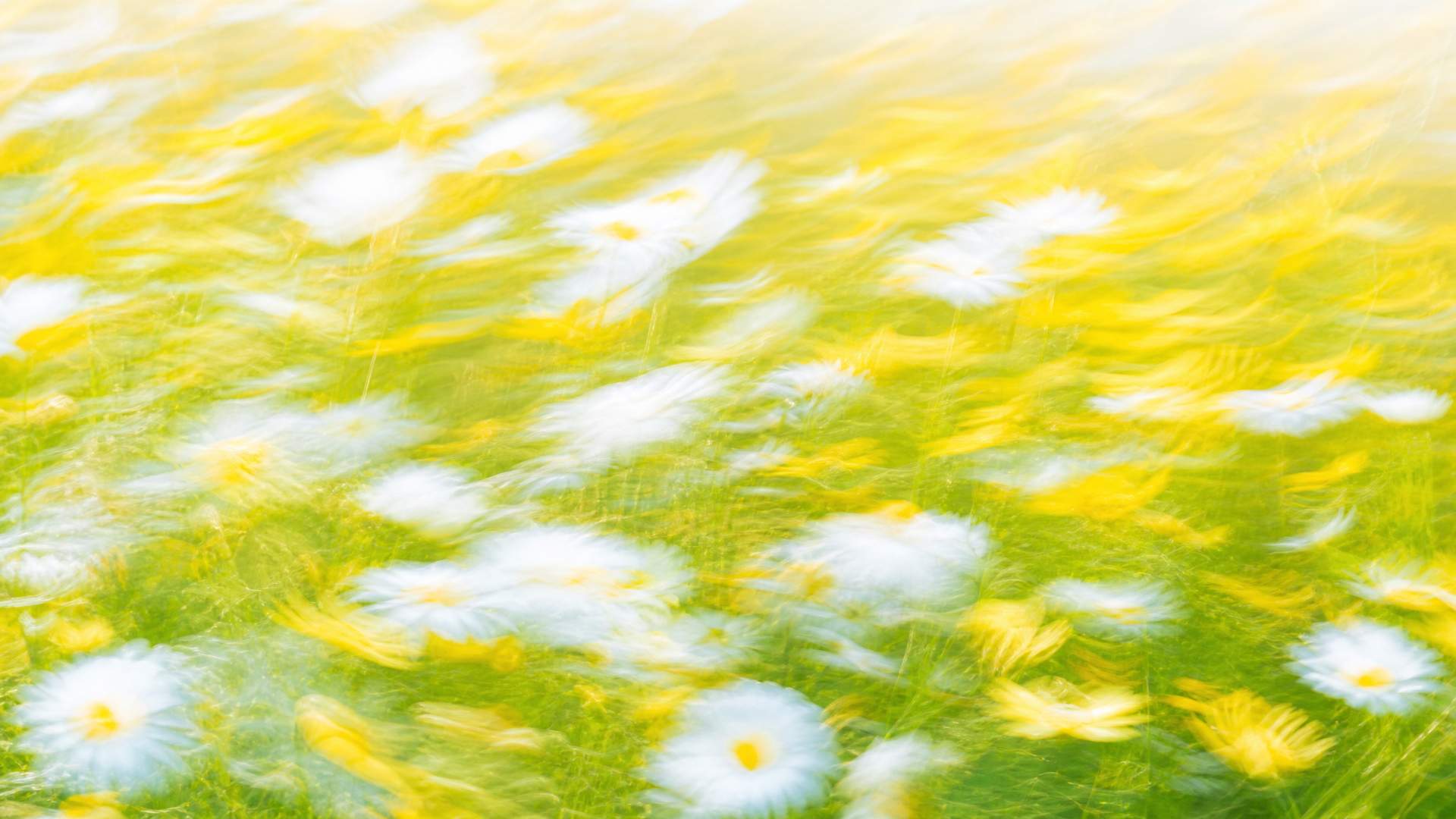 Bright motion-blur wildflower meadow in yellow and white daisies