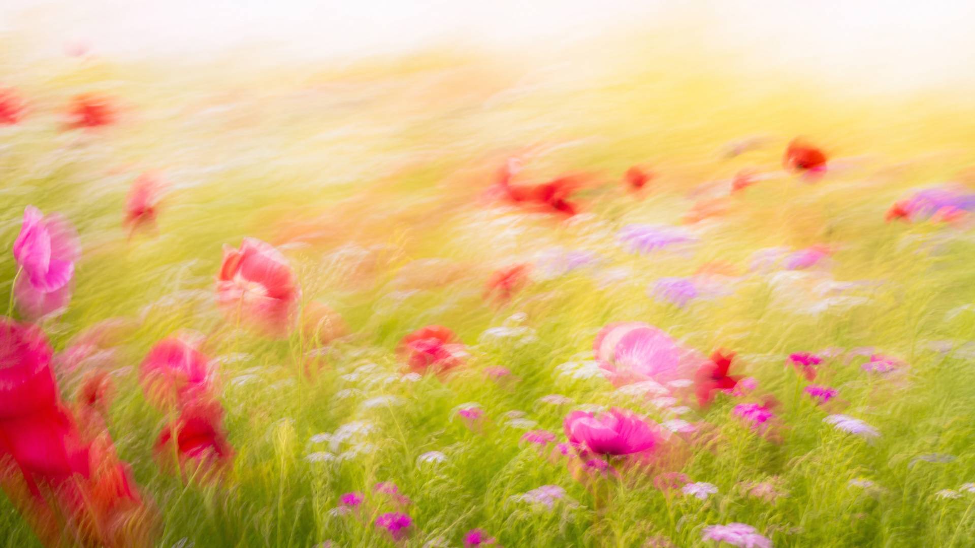 Bright impressionistic motion-blur wildflower meadow with red and magenta poppies