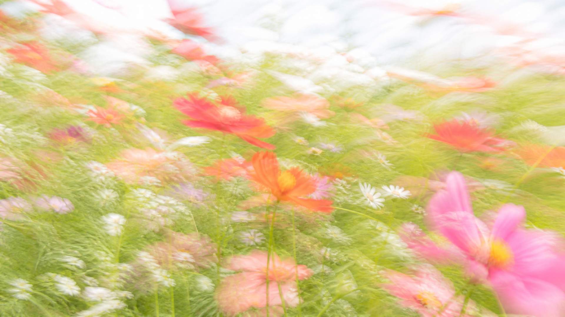Bright impressionistic motion-blur wildflower meadow