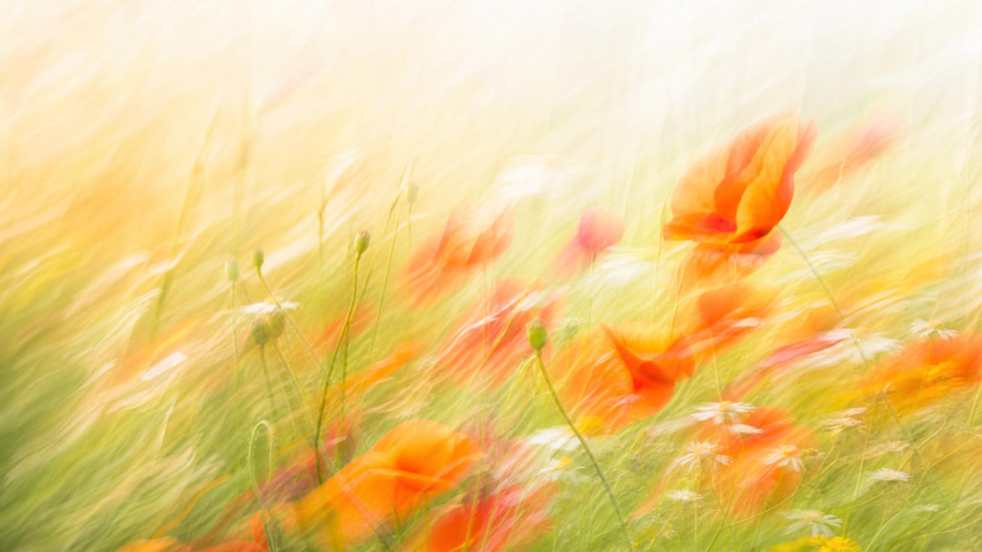 Bright motion-blur wildflower meadow in orange and red poppies
